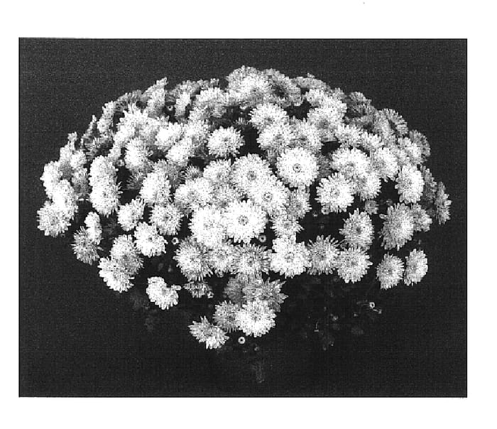 Figure 1 of US plant patent PP16383, the photograph of Golden Yocheryl printed in the patent.