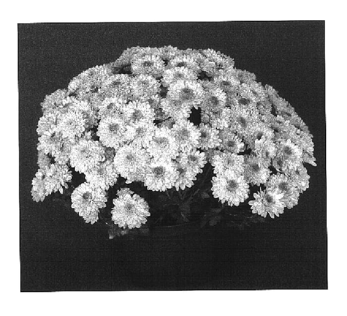 Figure 1 of US plant patent PP16384, the photograph of Golden Yoandrea printed in the patent.