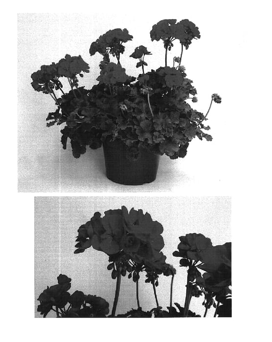 Figure 1 of US plant patent PP16385, the photograph of Clips Redthree printed in the patent.