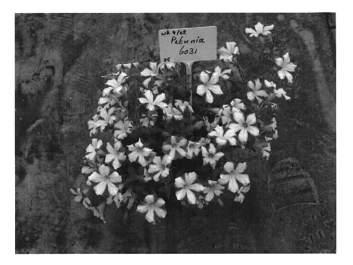 Figure 1 of US plant patent PP16386, the photograph of Dancasbipas printed in the patent.