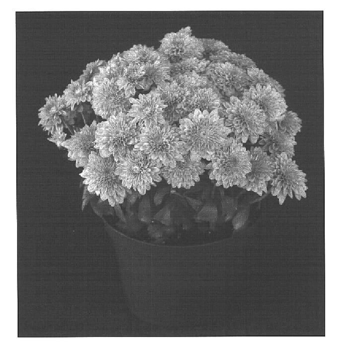 Figure 1 of US plant patent PP16387, the photograph of Yohannah printed in the patent.