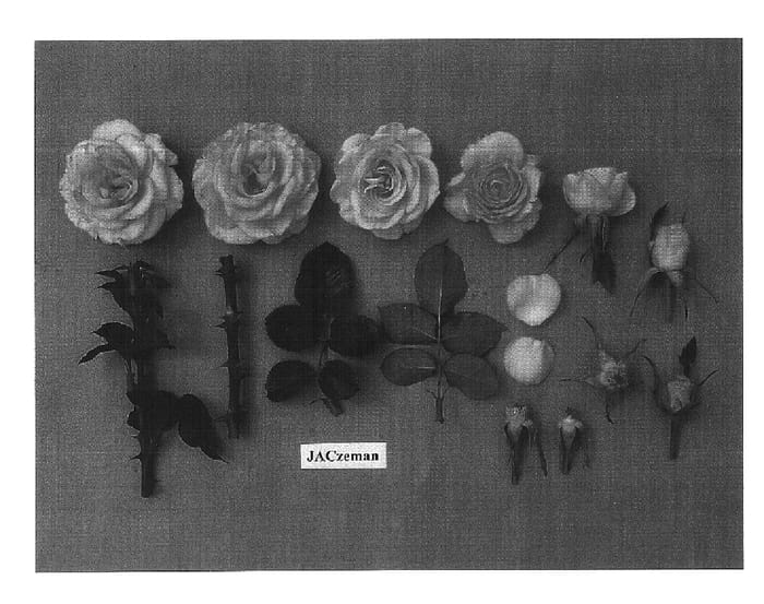Figure 1 of US plant patent PP16388, the photograph of JACzeman printed in the patent.