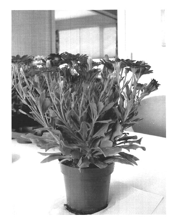 Figure 1 of US plant patent PP16389, the photograph of Sunny Mary printed in the patent.