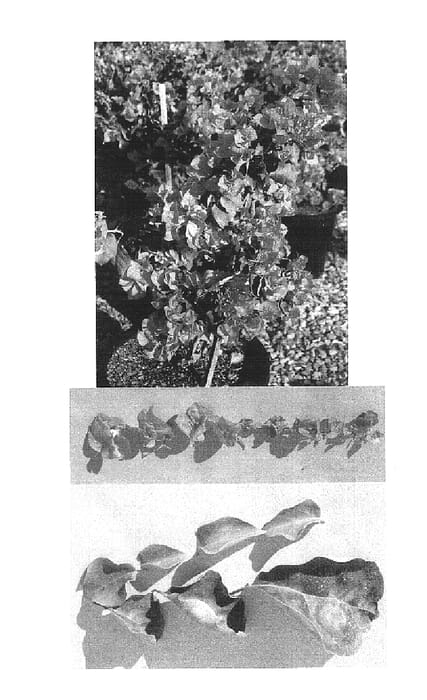 Figure 1 of US plant patent PP16390, the photograph of Ningili printed in the patent.