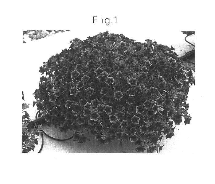 Figure 1 of US plant patent PP16391, the photograph of Sunbelbusta printed in the patent.