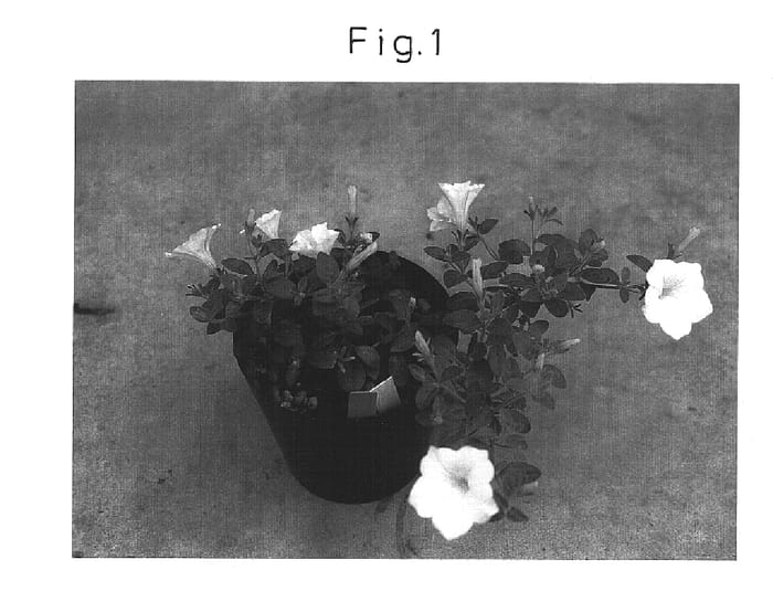 Figure 1 of US plant patent PP16392, the photograph of Suncopaho printed in the patent.