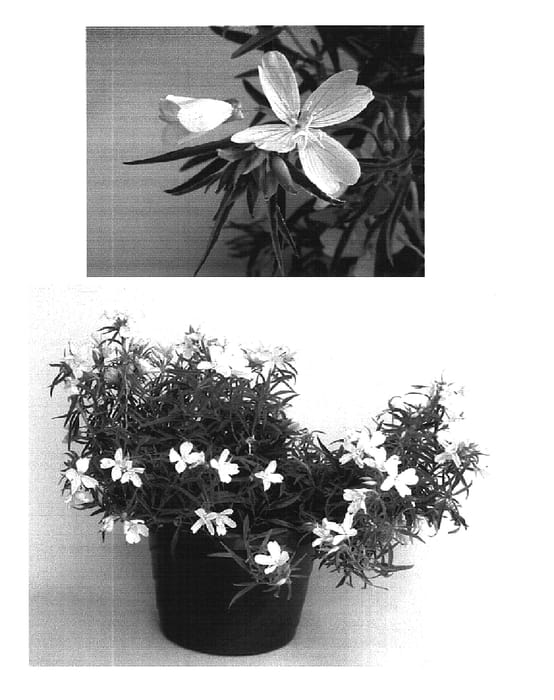 Figure 1 of US plant patent PP16393, the photograph of INNOENO131 printed in the patent.