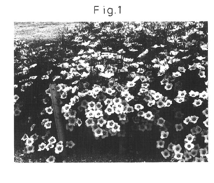Figure 1 of US plant patent PP16394, the photograph of Sunniparisobu printed in the patent.