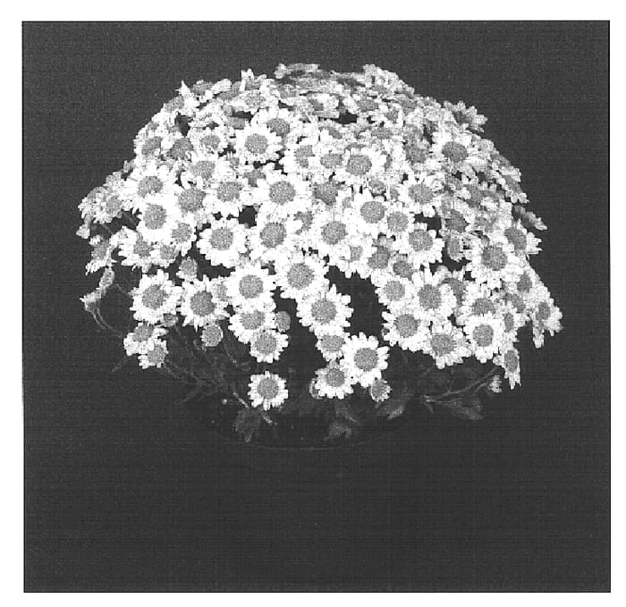 Figure 1 of US plant patent PP16395, the photograph of Sunny Yokristen printed in the patent.