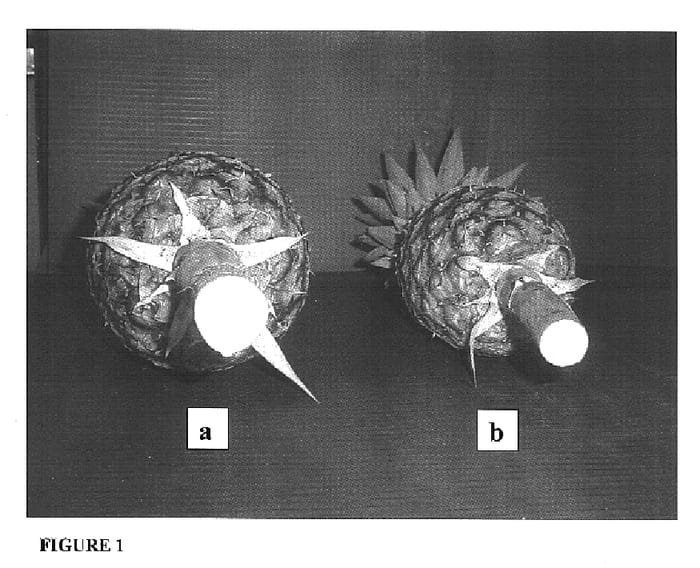 Figure 1 of US plant patent PP16396, the photograph of P-1972 printed in the patent.