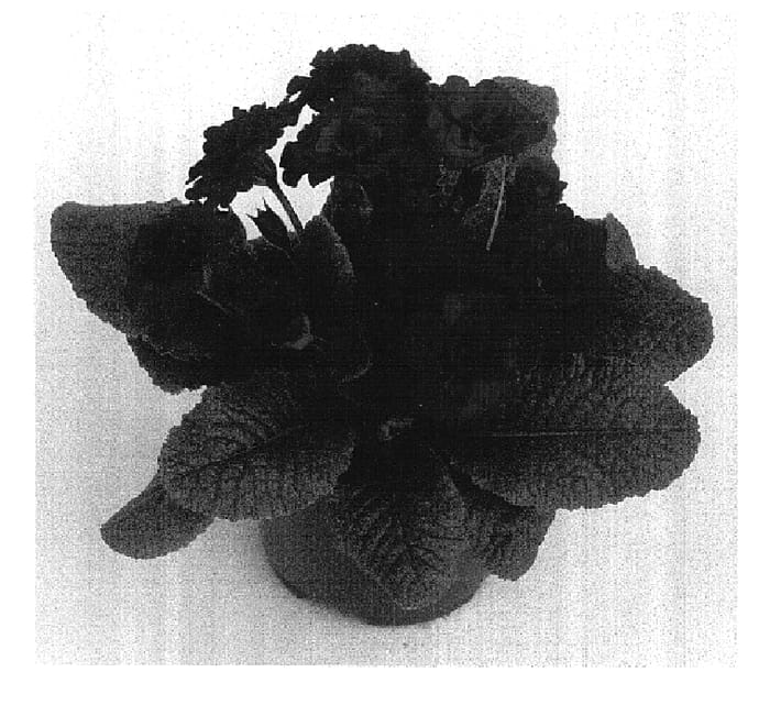 Figure 1 of US plant patent PP16397, the photograph of Kerbelcob printed in the patent.