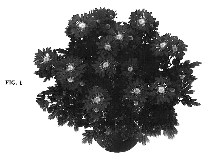 Figure 1 of US plant patent PP16398, the photograph of Chazou printed in the patent.