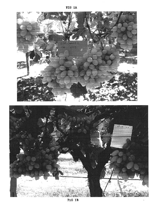 Figure 1 of US plant patent PP16399, the photograph of G1-6819 printed in the patent.
