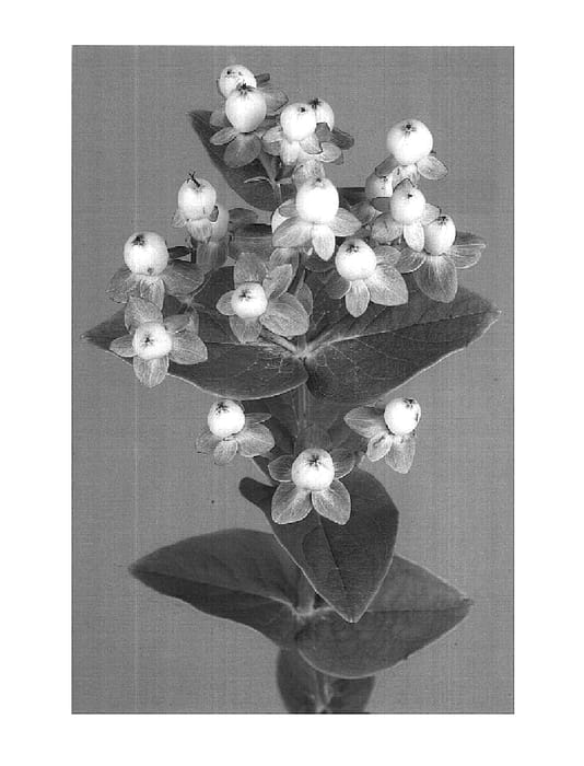 Figure 1 of US plant patent PP16400, the photograph of Verputa printed in the patent.