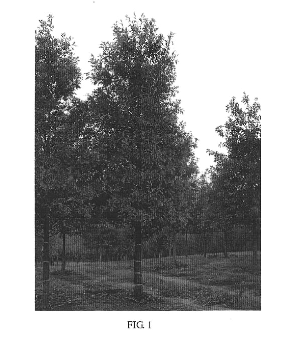 Figure 1 of US plant patent PP16401, the photograph of QNSTC printed in the patent.