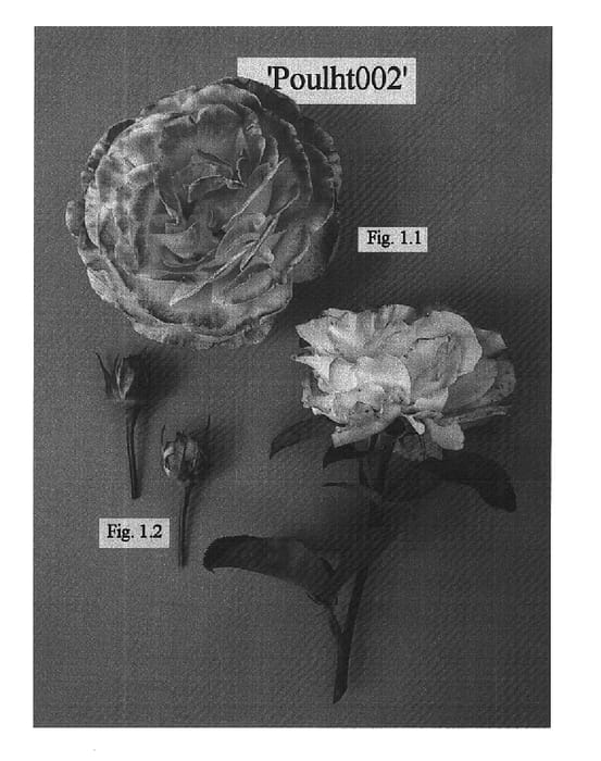 Figure 1 of US plant patent PP16402, the photograph of POULht002 printed in the patent.