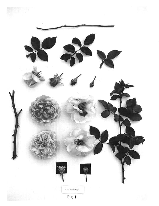 Figure 1 of US plant patent PP16403, the photograph of AUSbonny printed in the patent.