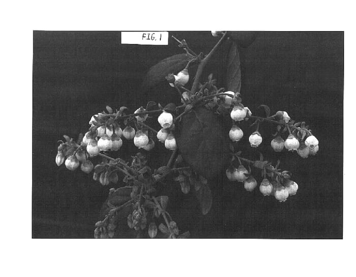 Figure 1 of US plant patent PP16404, the photograph of Springhigh printed in the patent.