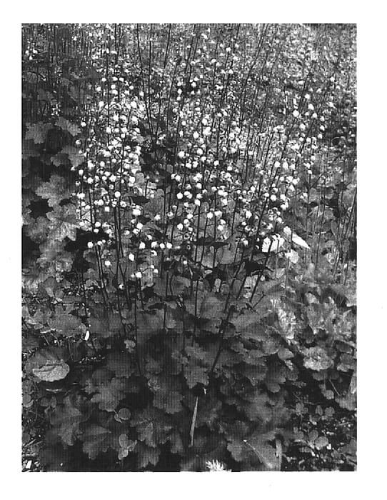 Figure 1 of US plant patent PP16405, the photograph of Purple Mountain Majesty printed in the patent.