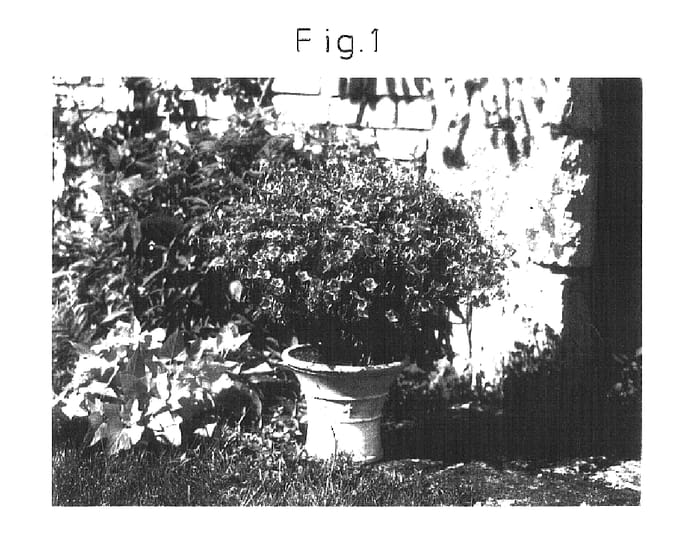Figure 1 of US plant patent PP16406, the photograph of Sunniparibu printed in the patent.