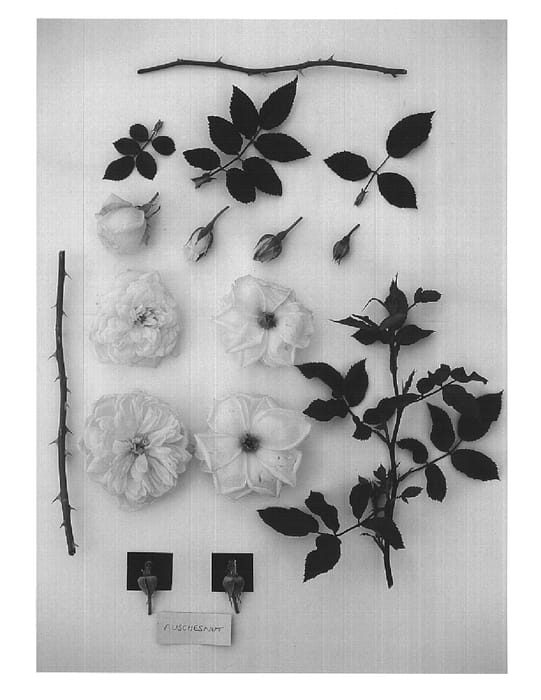Figure 1 of US plant patent PP16407, the photograph of AUSchesnut printed in the patent.