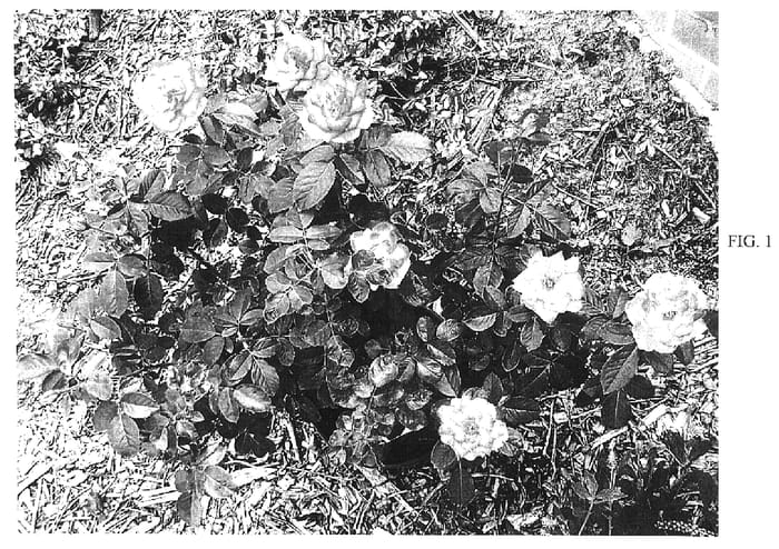 Figure 1 of US plant patent PP16408, the photograph of BAIprez printed in the patent.