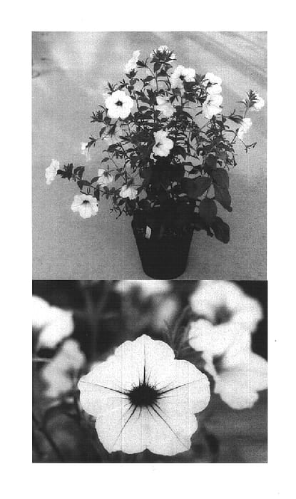 Figure 1 of US plant patent PP16409, the photograph of Usuzumi printed in the patent.