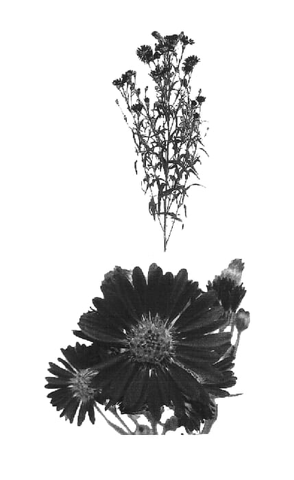 Figure 1 of US plant patent PP16410, the photograph of Esmall printed in the patent.