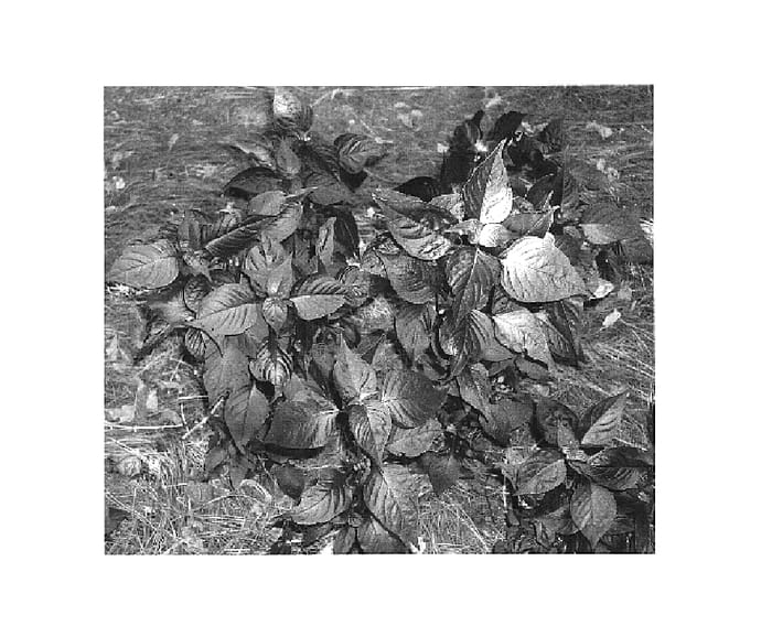 Figure 1 of US plant patent PP16411, the photograph of Cognac printed in the patent.