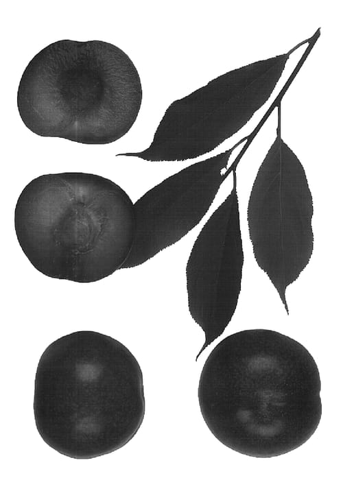 Figure 1 of US plant patent PP16412, the photograph of Interspecific tree printed in the patent.