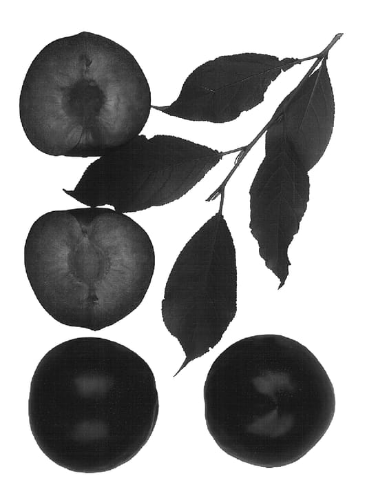 Figure 1 of US plant patent PP16413, the photograph of Interspecific tree printed in the patent.
