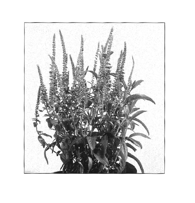 Figure 1 of US plant patent PP16414, the photograph of Twilight printed in the patent.