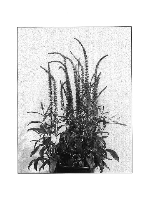 Figure 1 of US plant patent PP16415, the photograph of High Five printed in the patent.