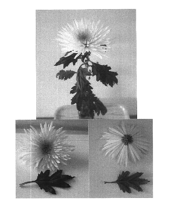 Figure 1 of US plant patent PP16416, the photograph of Dekspits printed in the patent.