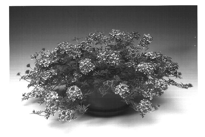 Figure 1 of US plant patent PP16417, the photograph of Biwarena printed in the patent.
