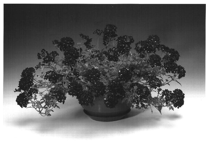 Figure 1 of US plant patent PP16418, the photograph of Darkeyena printed in the patent.