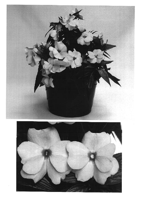 Figure 1 of US plant patent PP16419, the photograph of Visinfpink printed in the patent.