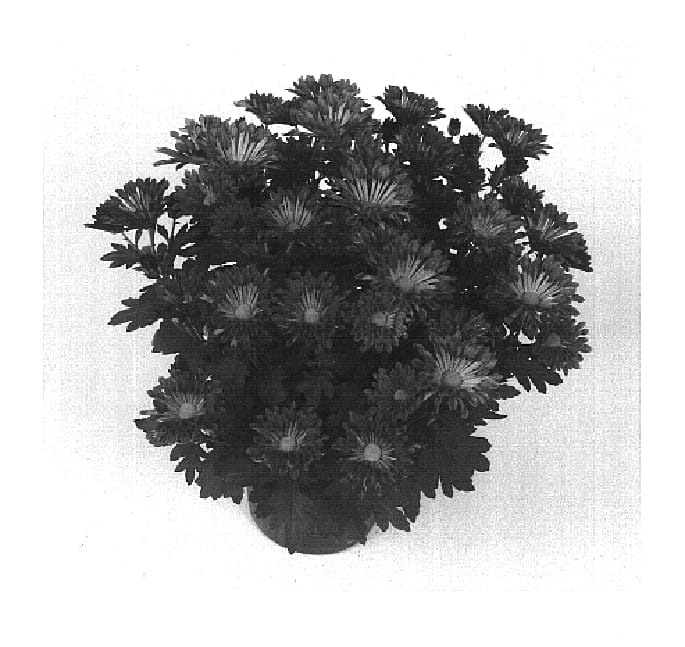 Figure 1 of US plant patent PP16420, the photograph of Grace Time Pink printed in the patent.