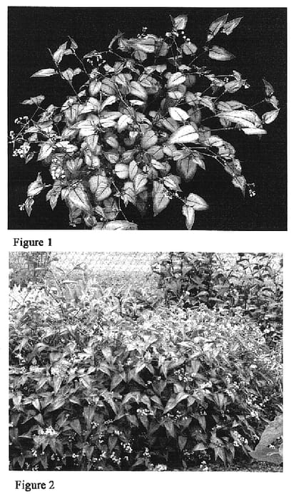 Figure 1 of US plant patent PP16421, the photograph of Silver Dragon printed in the patent.