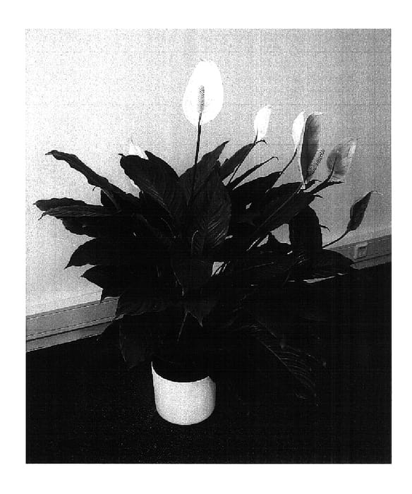 Figure 1 of US plant patent PP16422, the photograph of Mara printed in the patent.