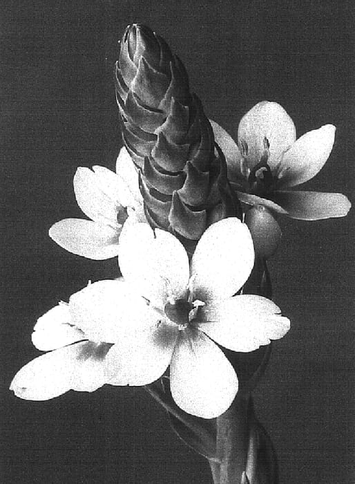 Figure 1 of US plant patent PP16423, the photograph of Namib Gold printed in the patent.