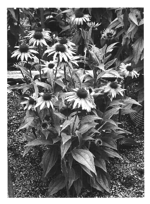 Figure 1 of US plant patent PP16424, the photograph of Sunset printed in the patent.
