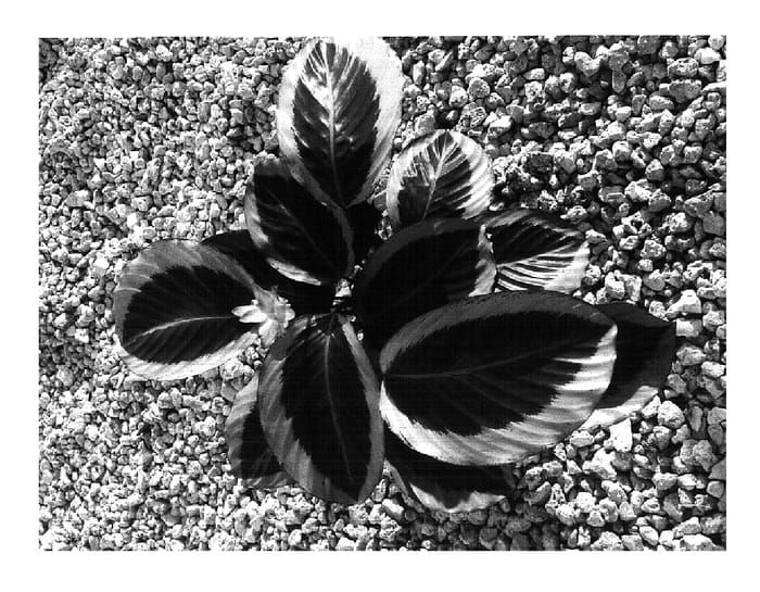Figure 1 of US plant patent PP16425, the photograph of Mia printed in the patent.