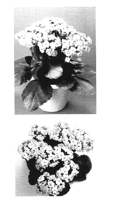 Figure 1 of US plant patent PP16426, the photograph of KJ 2002-0534 printed in the patent.