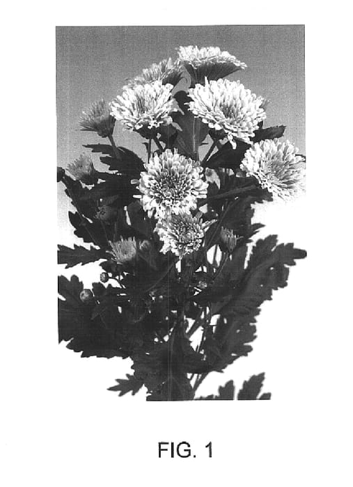 Figure 1 of US plant patent PP16427, the photograph of Sizzleness Cream printed in the patent.