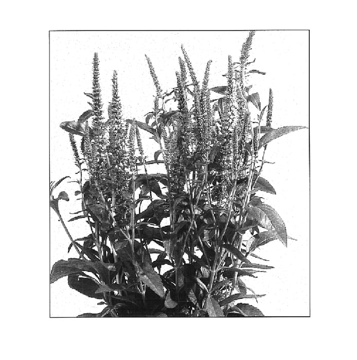 Figure 1 of US plant patent PP16428, the photograph of Baby Doll printed in the patent.