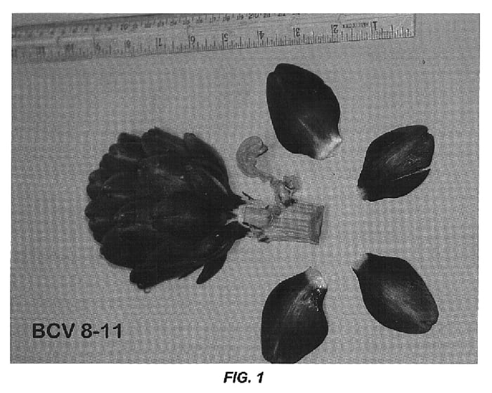 Figure 1 of US plant patent PP16429, the photograph of BCV 8-11 printed in the patent.