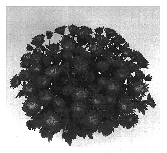 Figure 1 of US plant patent PP16430, the photograph of Grace Time Crimson printed in the patent.