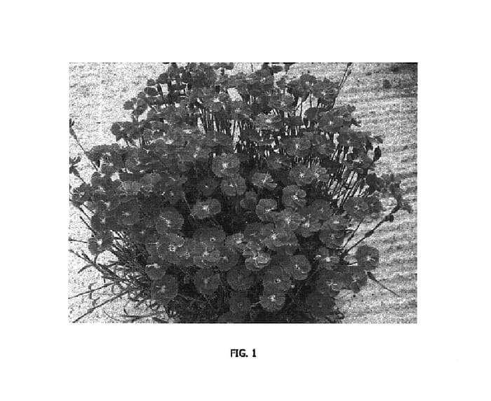 Figure 1 of US plant patent PP16431, the photograph of Devon Starling printed in the patent.