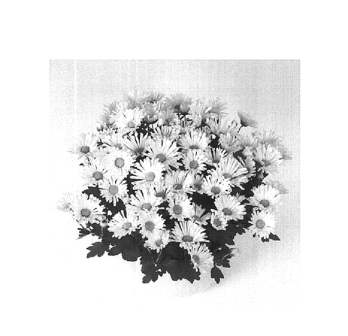 Figure 1 of US plant patent PP16432, the photograph of Grace Time Sunny printed in the patent.